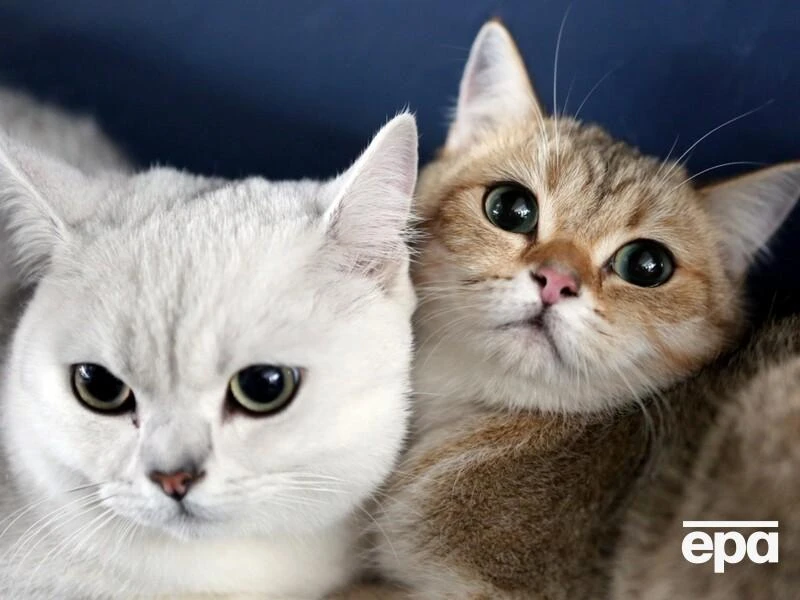 У Стамбулі чоловік виплачуватиме колишній дружині аліменти на котів. Як довго і яку суму?