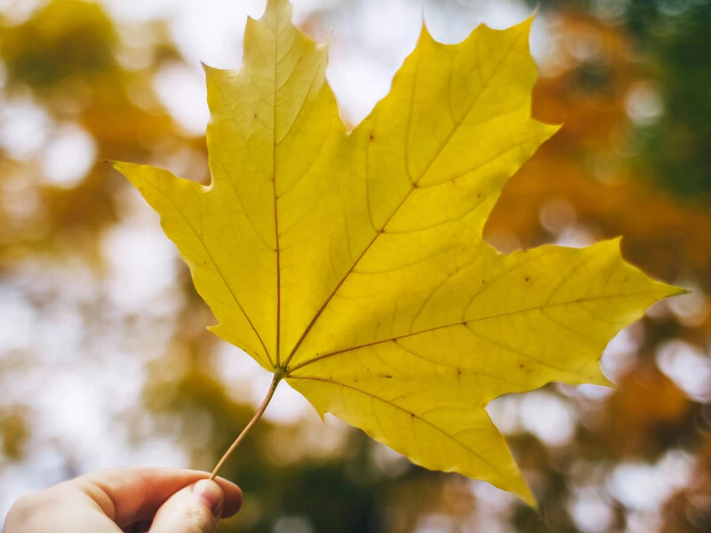 Понеділок в Україні почнеться з дощів, які поширяться в центр. Синоптики дали прогноз погоди на тиждень