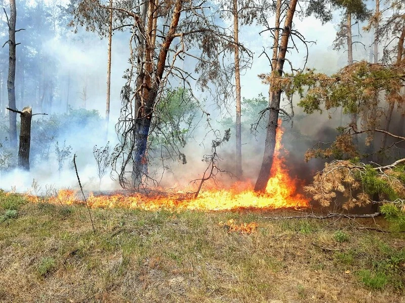 В Харківській області через лісові пожежі детонують боєприпаси, оголошено евакуацію населення