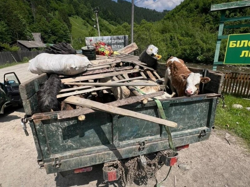 Під козами і свинями. На Закарпатті викрили ймовірних переправників через кордон із 