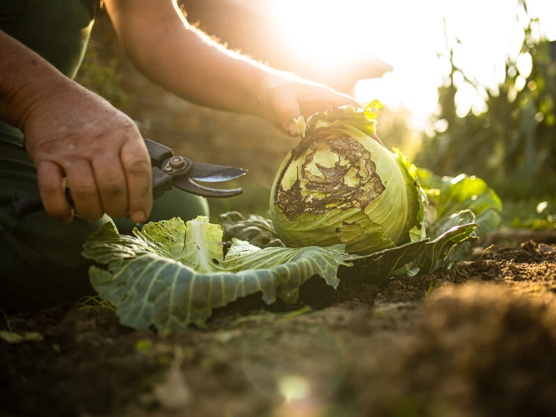 Хрестоцвітна блішка піде з капусти. Назвали простий бюджетний спосіб боротьби