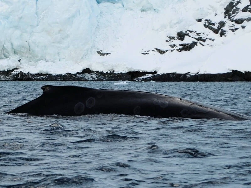 До української станції в Антарктиді раніше, ніж зазвичай, повернулися горбаті кити. Фото