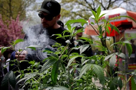 Cannabis : dans certains Etats américains, la légalisation a de surprenants effets