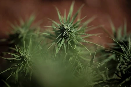En Espagne, le gouvernement approuve l’usage du cannabis médicinal
