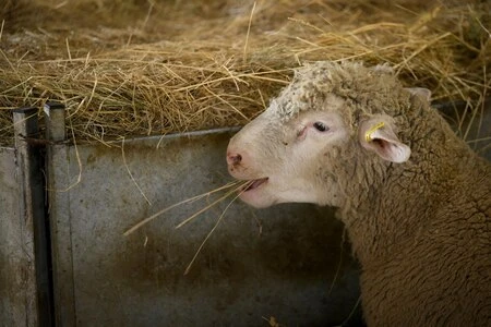 Vol de moutons, ce fléau sous les radars : 