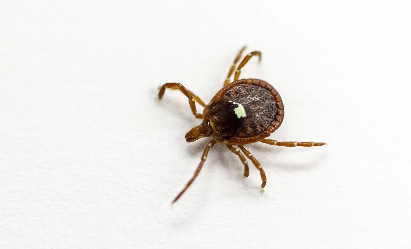 More people may be at risk for red meat allergy caused by ticks than previously thought