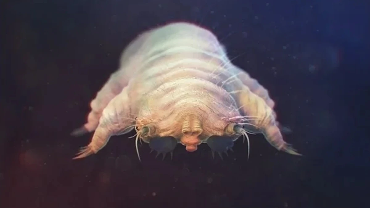 Itchy eyes? Maybe it's mites. Maybe it's allergies. Definitely be cautious