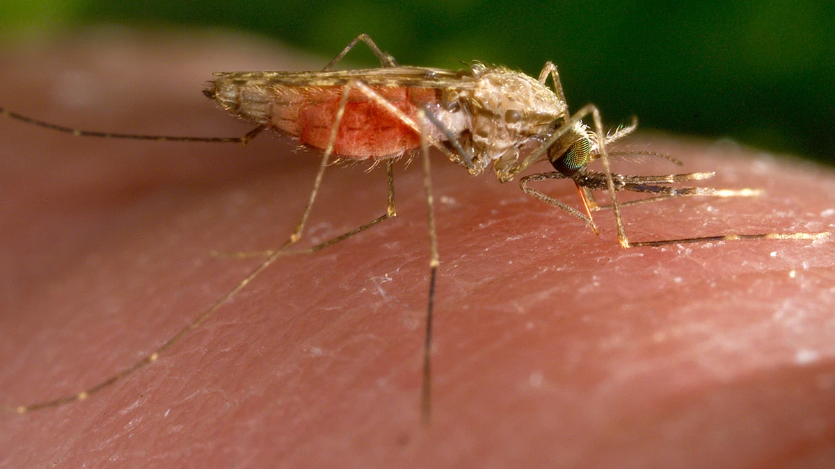 The first drug to treat infants sick with malaria is approved by Swiss authority
