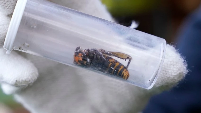 Dead ‘Murder Hornet' Near Seattle Is 1st Found in US in 2021
