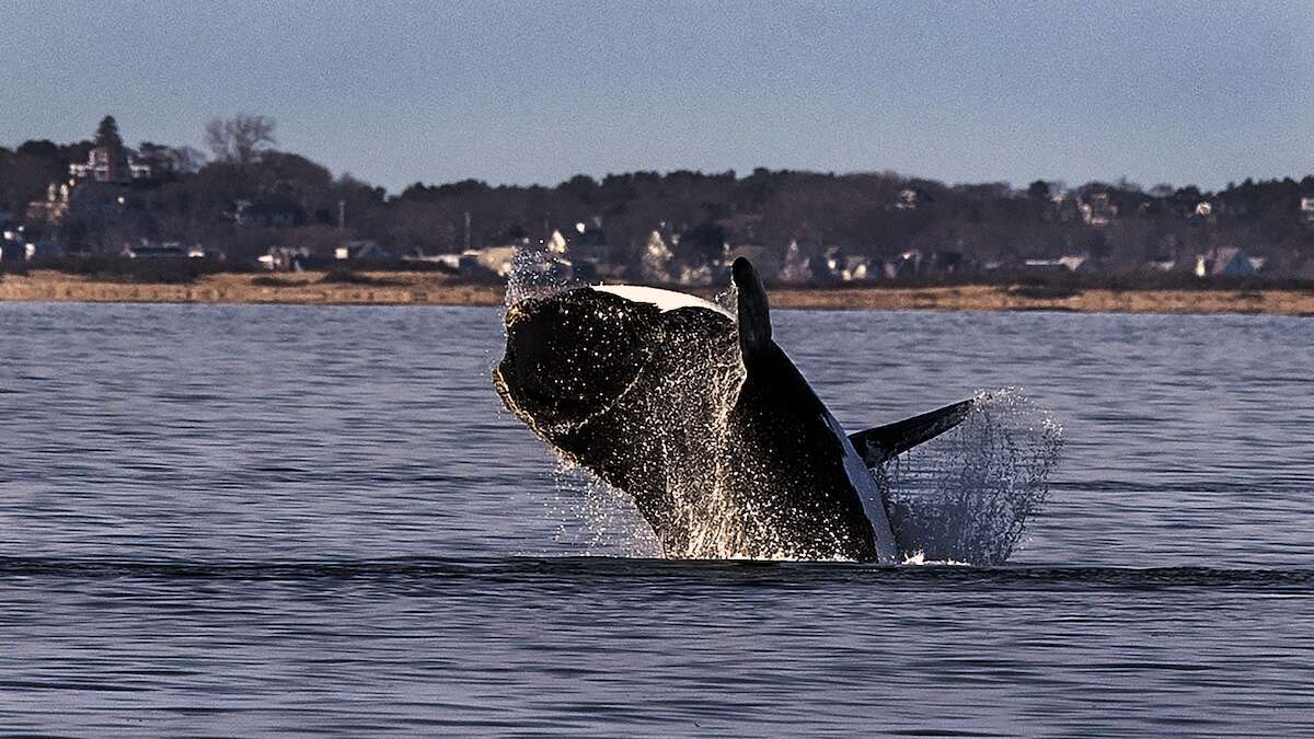 Biden administration withdraws rules to save endangered whales from collisions