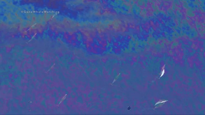 Dolphins Seen Swimming Through Reported Oil Sheen Off California Coast