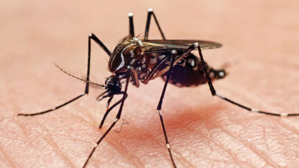 Healthy 41-year-old man dies from mosquito-borne virus EEE: ‘Sudden and rare'