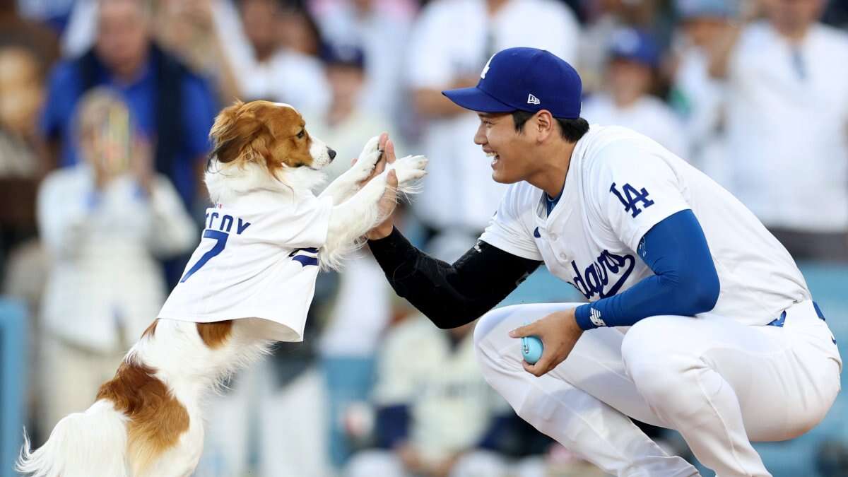 Watch Shohei Ohtani's dog throw out first pitch for Dodgers-Orioles