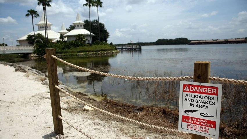 250 Gators Removed From Disney Since Boy Died in 2016 Attack