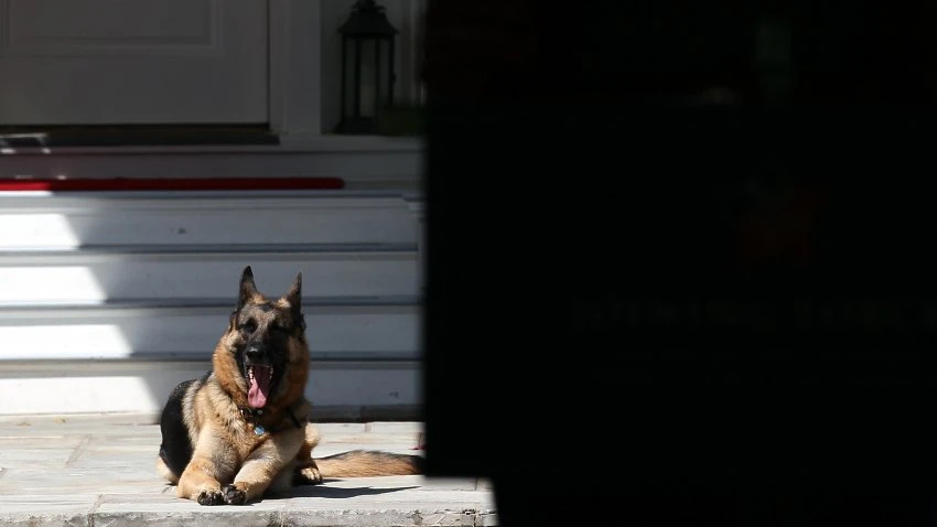 Biden Family's German Shepherd Champ Dies at 13