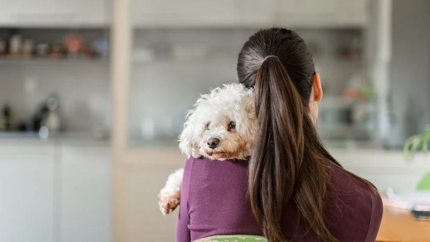 Post Divorce Pet Disputes Are on the Rise — so Are ‘Petnups'