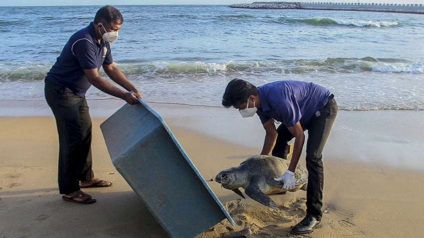 Turtle Carcasses Wash Ashore in Sri Lanka After Cargo Ship Fire