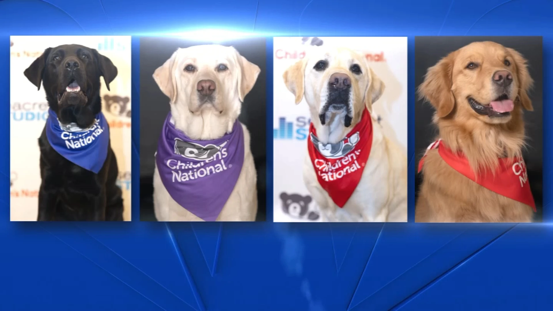 The dogtor is in: Meet the dogs working full-time at Children's National Hospital