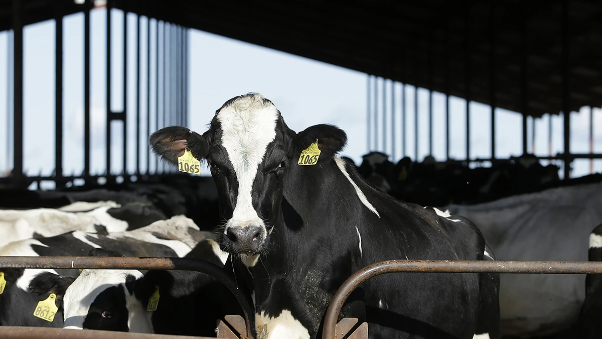 More cows are being tested and tracked for bird flu. Here's what that means