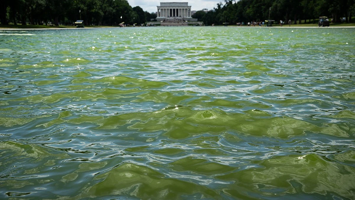 Blue paint seen chipping off Lincoln Memorial Reflecting Pool