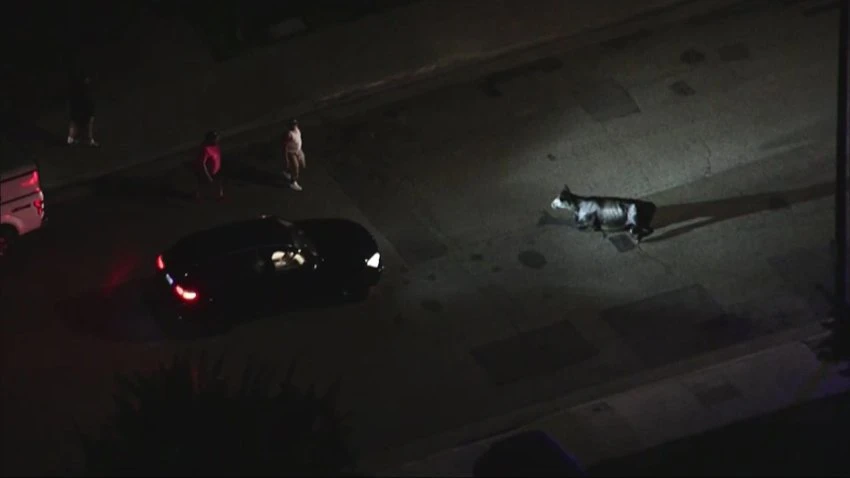 On the Moove: Cows Escape Slaughterhouse, Stampede Through Calif. Neighborhood