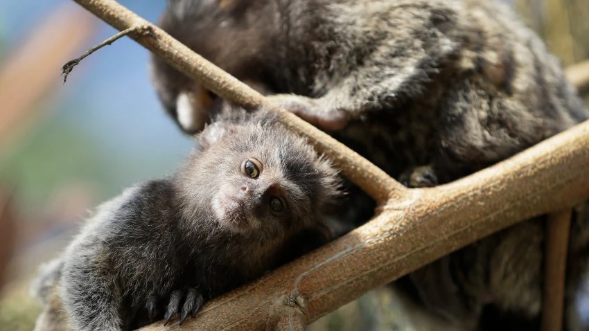 Police: 2 Charged After Dead Monkey Found in Hot Parked Car