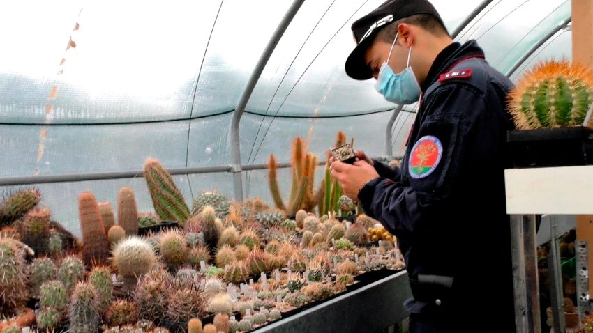 Rare Poached Cacti Found in Italy Sent Home to Native Chile