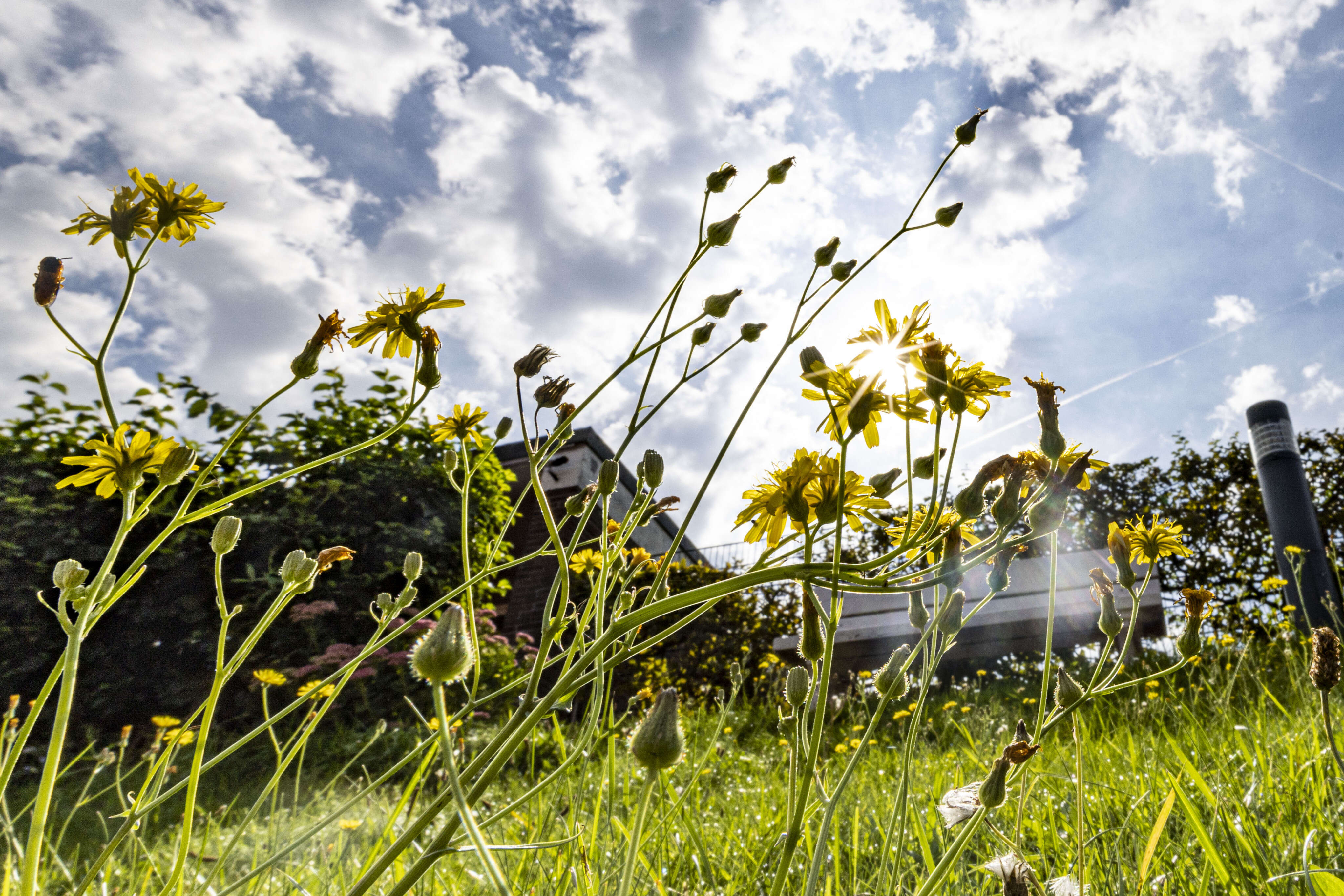 In a warming world, children's allergies are getting worse. Here's what parents should know