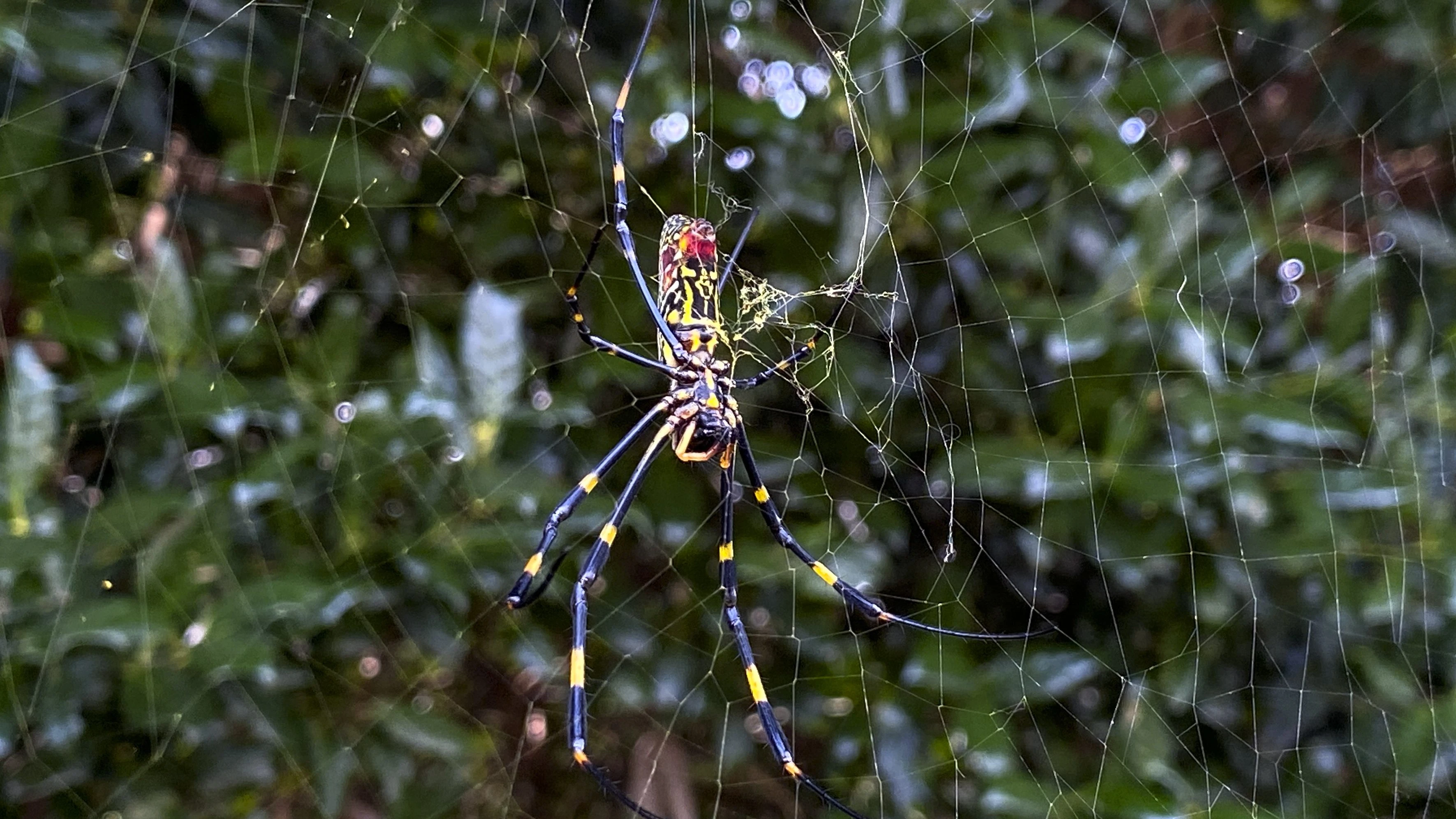 What to do if Joro spiders trigger your fear of insects