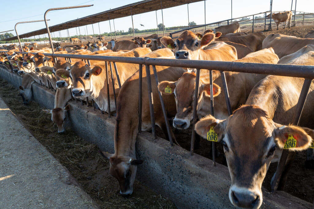 The USDA will test ground beef for bird flu. Here's what to know