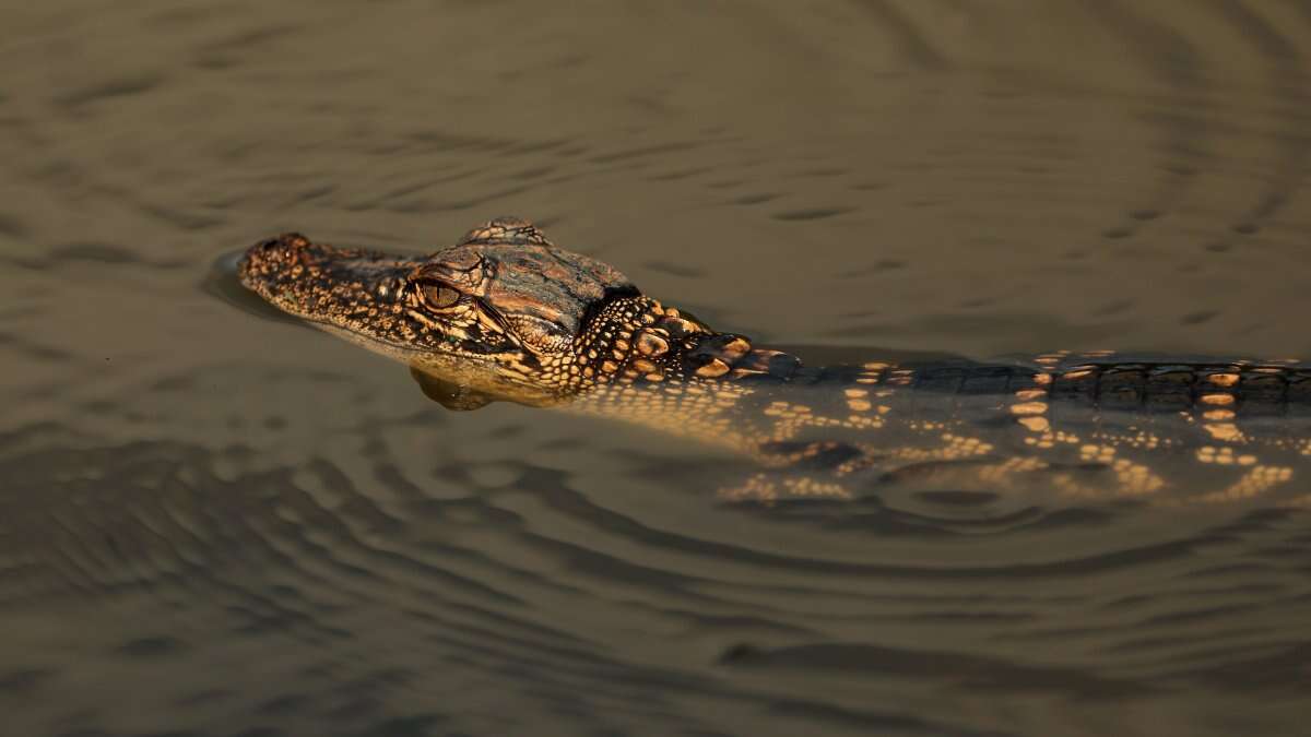 Alligator interrupts PGA Tour event with stroll across the tee box