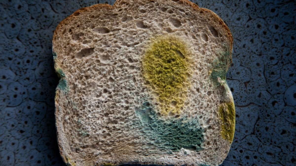 What happens if you eat mold? Food safety experts share which types to avoid most