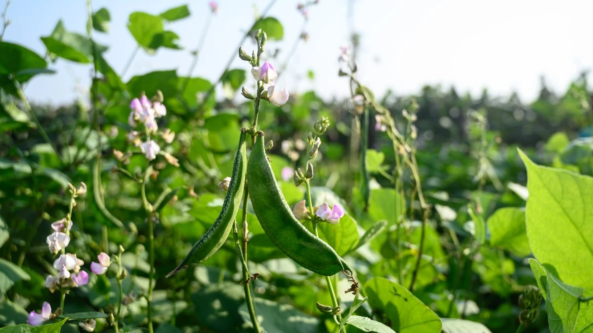 Gum containing bean powder can reduce transmission of flu, herpes, UPenn Dental Medicine study finds