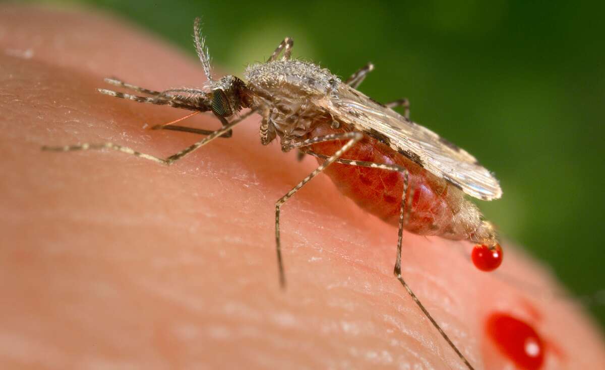 WHO Declares Egypt Malaria-Free After 'Historic' Achievement