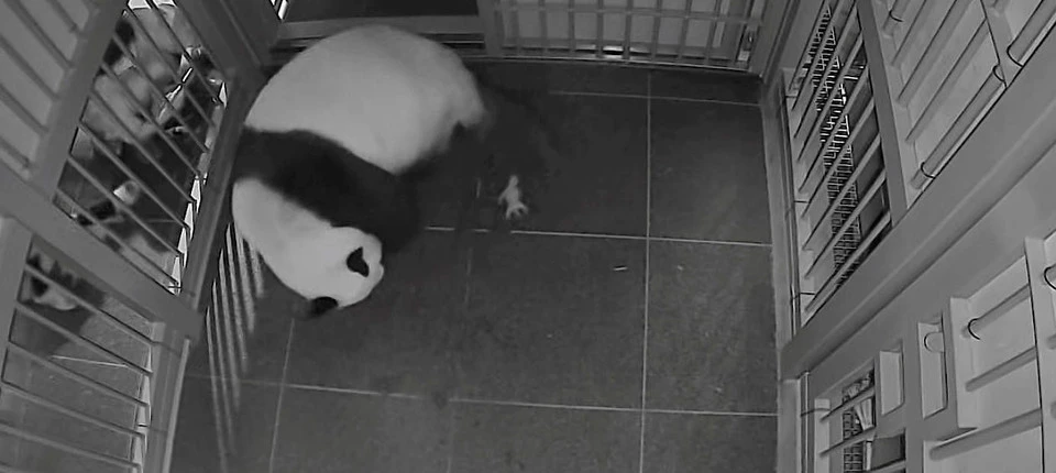 Japans ältester Zoo freut sich über Panda-Babys