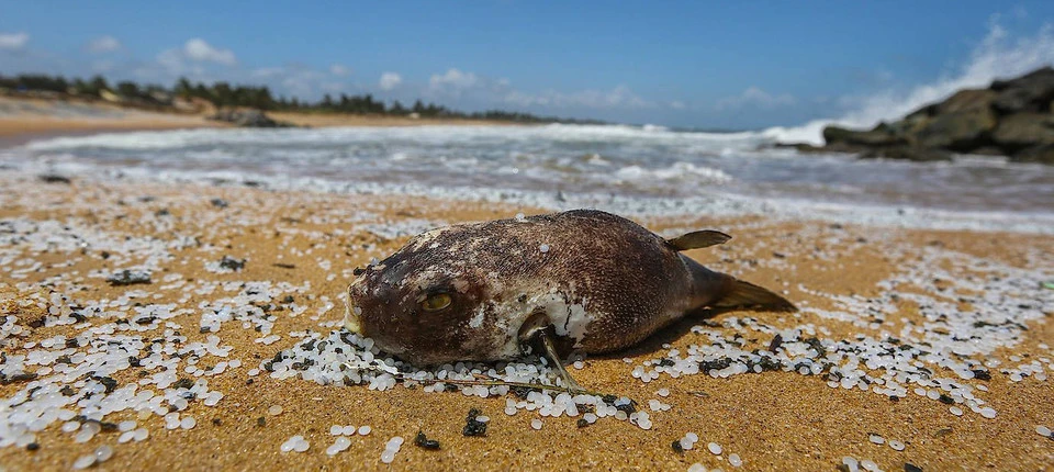 „Die schlimmste Strandverschmutzung unserer Geschichte“