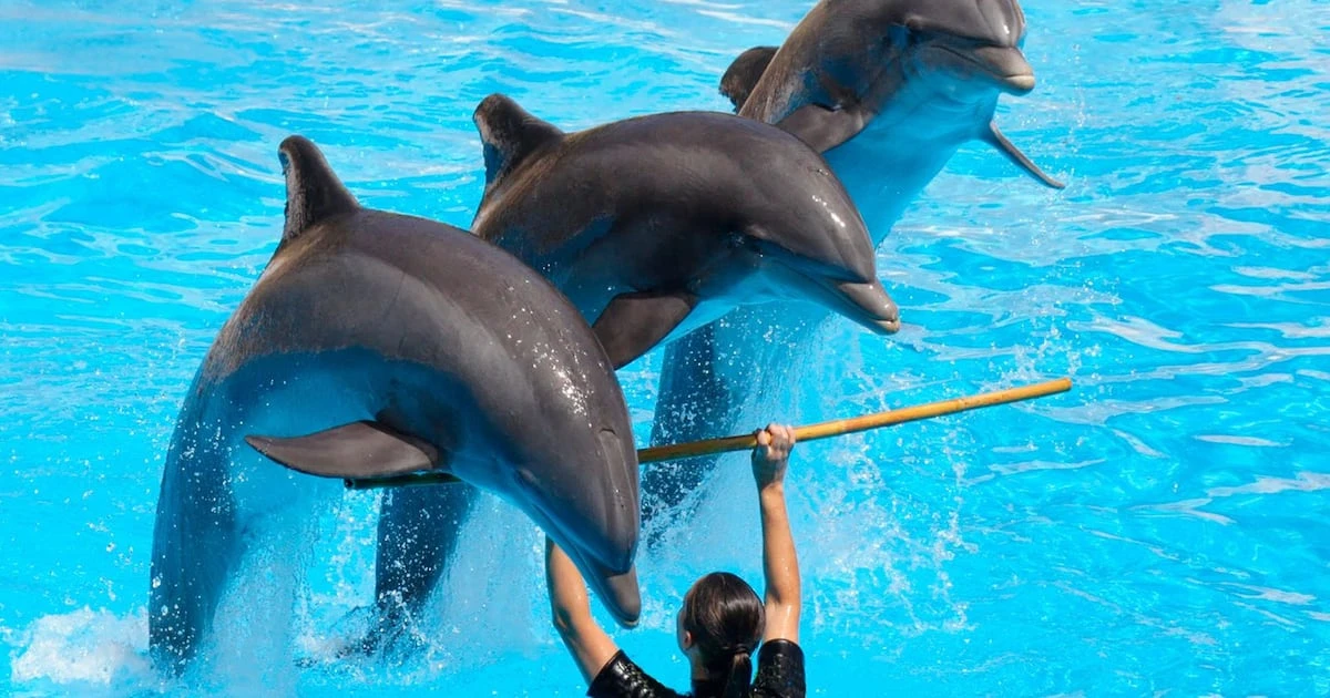 ‘Ley Mincho’ ya es una realidad: ¿Por qué prohibieron los espectáculos con delfines en México? 