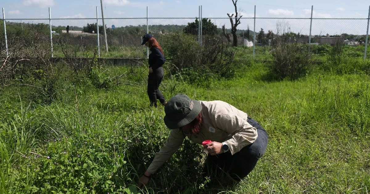 Crisis de desaparecidos en México: Prueban con cerdos y drones para localizar fosas