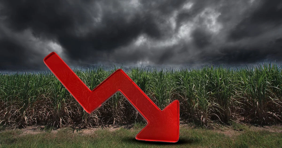 ¿Por qué el azúcar mexicano pasa por mal momento? La crisis golpea a miles de productores de caña