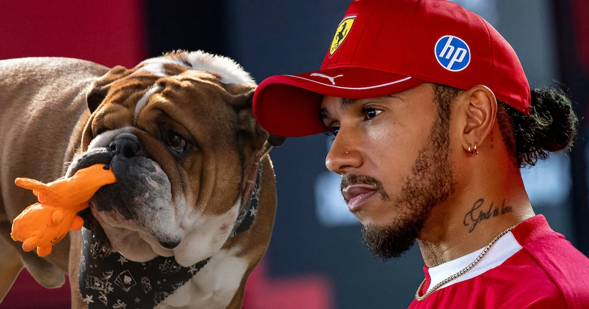 ‘No sabemos si va a despertar’: ¿Qué le pasó a Roscoe, el perro de Hamilton con acreditación de la FIA?
