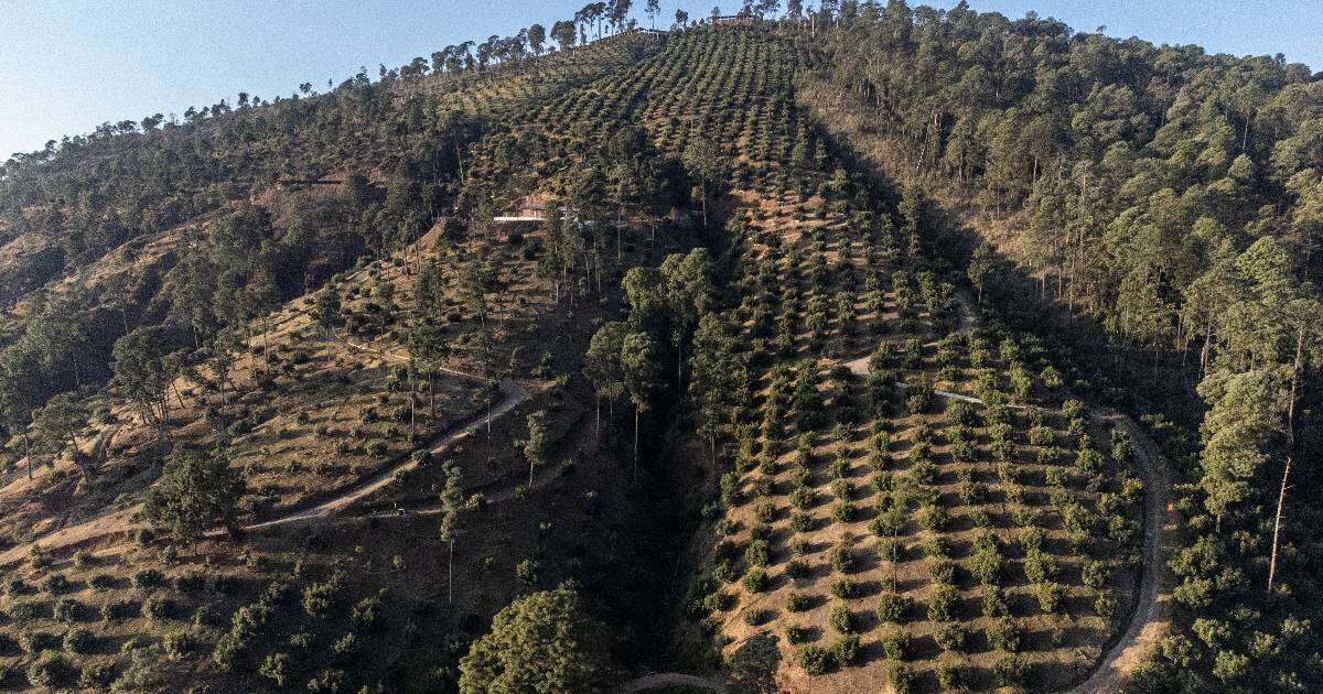 EU deja ‘pelón’ a México por demanda de aguacate: 16 mil hectáreas han sido deforestadas 