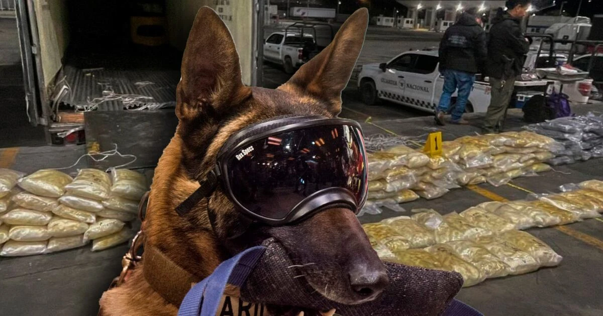 Lomito ‘muerde’ a los cárteles: Encuentra cargamento de 200 kilos de cocaína que vale 48 mdp