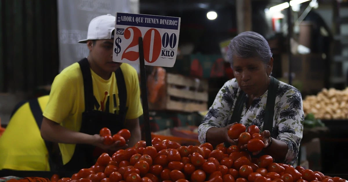 ‘Continuaremos peleando en EU por los tomateros mexicanos’: Claudia Sheinbaum