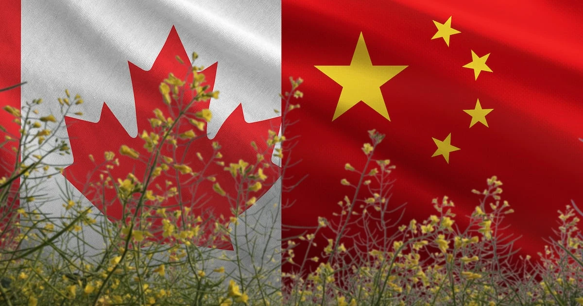‘Le llueven’ aranceles a Canadá: Negocia con China impuesto a la canola canadiense