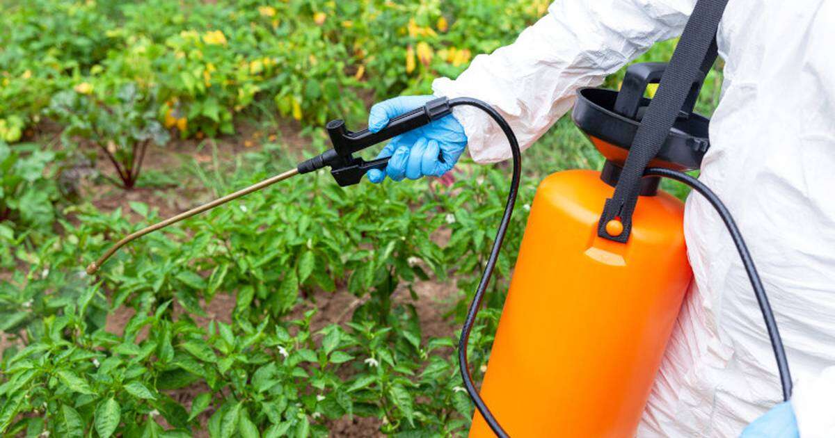 Va Claudia Sheinbaum contra glifosato y más agroquímicos que vetan otros países