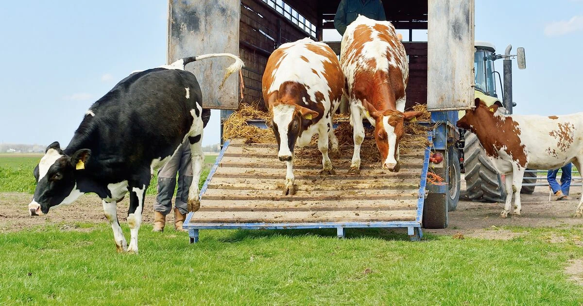EU reanudará importación de ganado mexicano tras cierre por gusano barrenador: Estas son las fechas