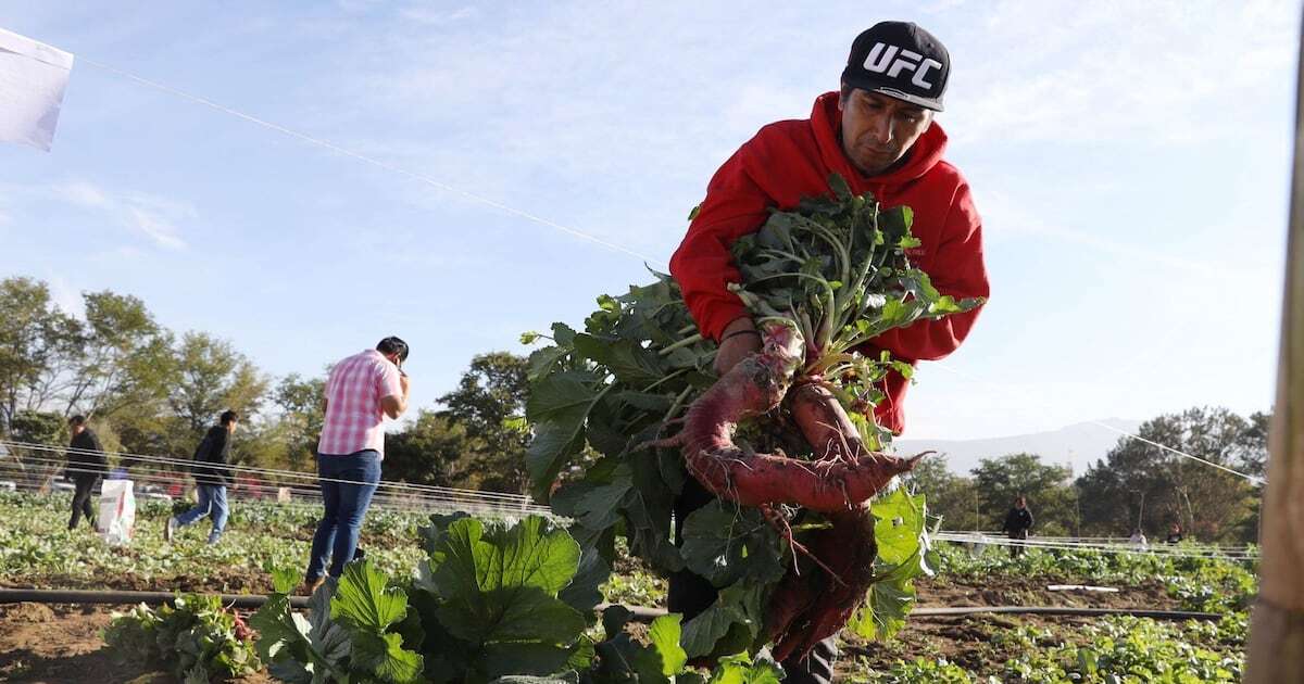 Aranceles ponen en riesgo seguridad alimentaria de México y EU: CNA