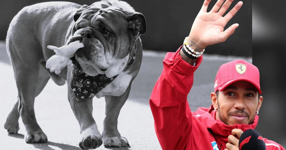 La historia de Roscoe, el perrito vegano de Hamilton que ‘Checo’ Pérez ‘secuestró’ 