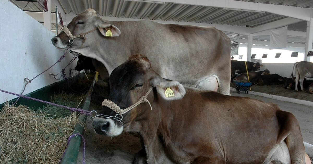 ¿Nos volveremos vegetarianos? Gusano barrenador amenaza abasto de carne en México
