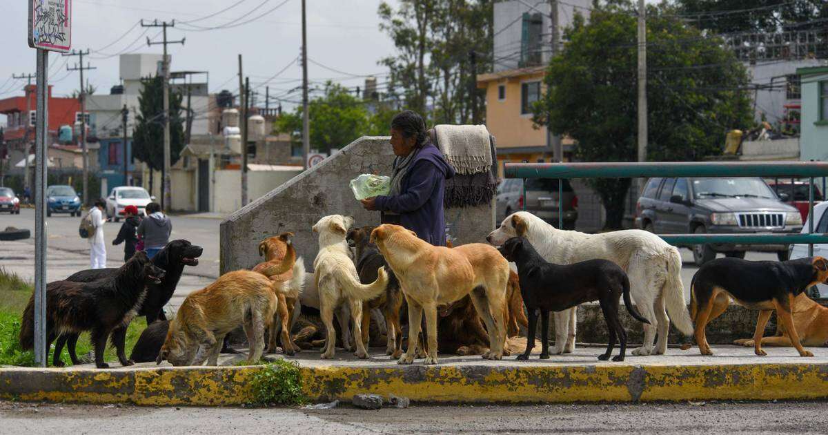 ¿Morena quiere matar a perros y gatos callejeros y extraviados en Jalisco? Esto dice su propuesta